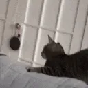 cat_wut