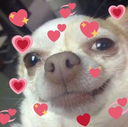 6456_Dog_Feeling_Loved Discord emoji