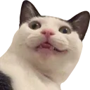 Wtfcat wtfcat Discord Emoji