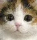 sadcat