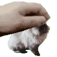 nimboPet