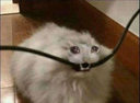 Michi Discord emoji