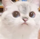 ohhcat