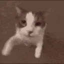 HA_catkiss