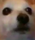 3444_boomer