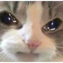 CatSad CatSad