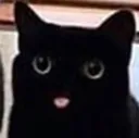 catte catte
