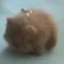 smol