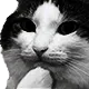 nyandark