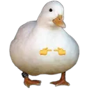 pls_ducky
