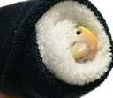 SushiBirb