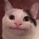 politecat politecat