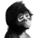 SadMonke SadMonke