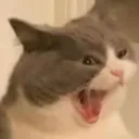 umiruscatscream umiruscatscream