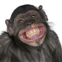 ahaha ahaha
