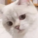 Cathmm cathmm Discord Emoji