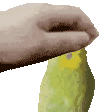 jakepet