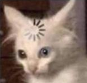 confusedcat1