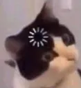 confusedcat2