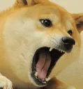 dogeRage