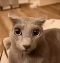 crub crub