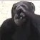 sadMonkey sadMonkey