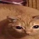 Catmoji Discord Emoji