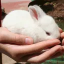 haveafreebun