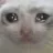 Cry Cat crycat Discord Emoji