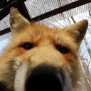 fox_interesting Discord Emoji