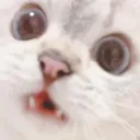 gaspCat