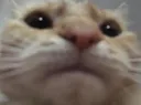 catjpgptb