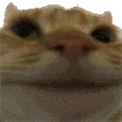 catno