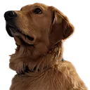 GoodBoy GoodBoy