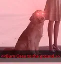 burnoseatotheground burnoseatotheground