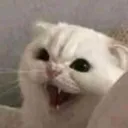 bad_cat