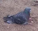 birbsit birbsit