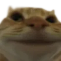 z_catsmile