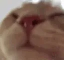 meow meow