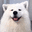 dog_ears
