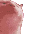 vibecat