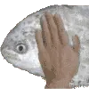 petFishe petFishe