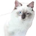 kitty_1