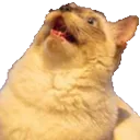 kitty_2 kitty_2