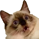 kitty_4