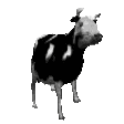 cowJAM Discord emoji