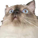 kitty_8