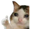 sadcatok sadcatok