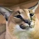 t6FlopThinking Discord Emoji