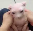 sad_bingus